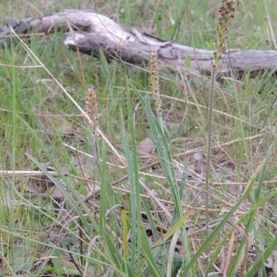 Plantago gaudichaudii (Narrow Plantain) at Paddys River, ACT - 8 Oct 2013 by MichaelBedingfield