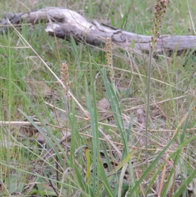 Plantago gaudichaudii (Narrow Plantain) at Point Hut to Tharwa - 7 Oct 2013 by michaelb