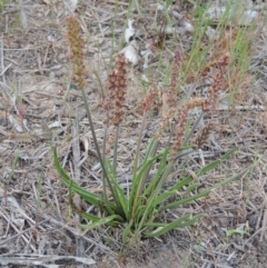 Plantago gaudichaudii at Paddys River, ACT - 8 Oct 2013