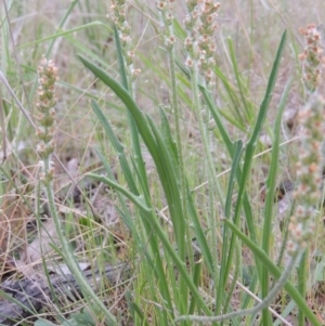 Plantago gaudichaudii at Paddys River, ACT - 8 Oct 2013 12:00 AM