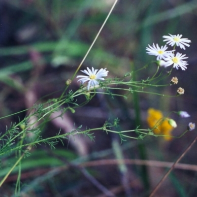 Brachyscome rigidula (Hairy Cut-leaf Daisy) at Rob Roy Range - 16 Jan 2001 by michaelb