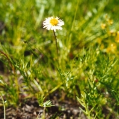 Calotis anthemoides (Chamomile burr-daisy) at Conder, ACT - 1 Nov 1999 by michaelb