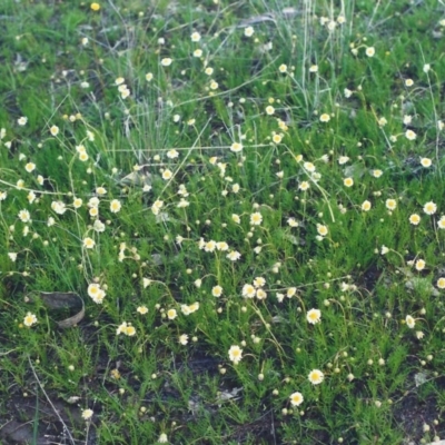 Calotis anthemoides (Chamomile Burr-daisy) at Rob Roy Spring 1(M) - 5 Oct 2001 by MichaelBedingfield