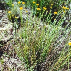 Calotis lappulacea (Yellow Burr Daisy) at Tuggeranong Hill - 2 Nov 2000 by michaelb