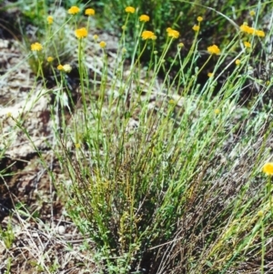 Calotis lappulacea at Calwell, ACT - 3 Nov 2000