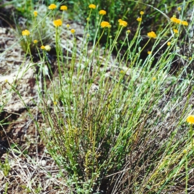 Calotis lappulacea (Yellow Burr Daisy) at Calwell, ACT - 2 Nov 2000 by michaelb