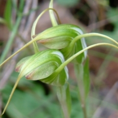 Diplodium laxum (Antelope greenhood) at Farrer Ridge - 31 Mar 2014 by julielindner