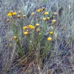 Rutidosis leptorhynchoides (Button Wrinklewort) at Majura, ACT - 16 Dec 2002 by michaelb
