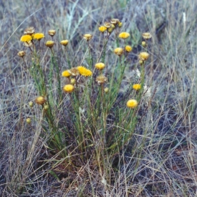 Rutidosis leptorhynchoides (Button Wrinklewort) at Majura, ACT - 17 Dec 2002 by MichaelBedingfield
