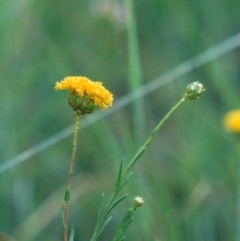 Rutidosis leptorhynchoides (Button Wrinklewort) at Saint Mark's Grassland, Barton - 11 Dec 2008 by MichaelBedingfield