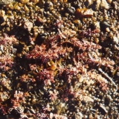 Myriophyllum verrucosum (Red Water-milfoil) at Gigerline Nature Reserve - 5 Mar 2006 by michaelb