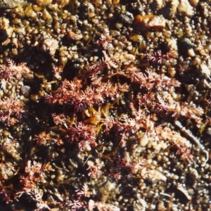 Myriophyllum verrucosum at Tennent, ACT - 6 Mar 2006