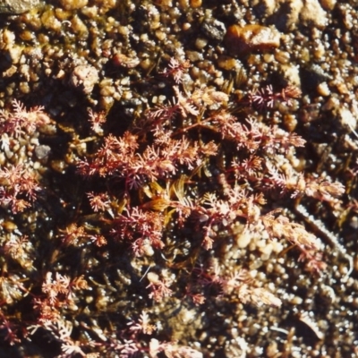 Myriophyllum verrucosum (Red Water-milfoil) at Tennent, ACT - 5 Mar 2006 by michaelb