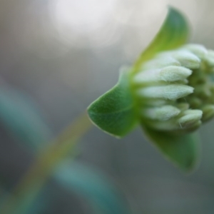 Pimelea linifolia at Acton, ACT - 21 Jun 2014