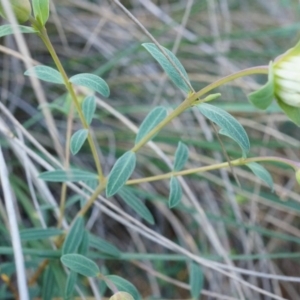 Pimelea linifolia at Acton, ACT - 21 Jun 2014 02:37 PM