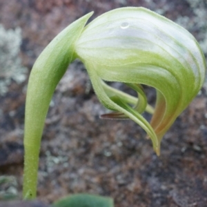 Pterostylis nutans at Canberra Central, ACT - 21 Jun 2014