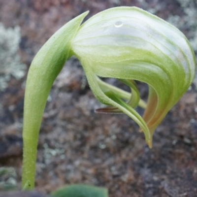 Pterostylis nutans (Nodding Greenhood) at Canberra Central, ACT - 21 Jun 2014 by AaronClausen