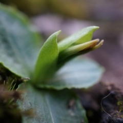 Pterostylis nutans at Canberra Central, ACT - 21 Jun 2014