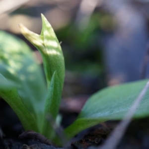 Pterostylis nutans at Canberra Central, ACT - 21 Jun 2014