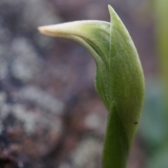 Pterostylis nutans at Canberra Central, ACT - suppressed