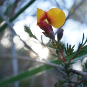 Dillwynia phylicoides at Acton, ACT - 21 Jun 2014