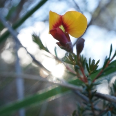 Dillwynia phylicoides (A Parrot-pea) at Black Mountain - 21 Jun 2014 by AaronClausen