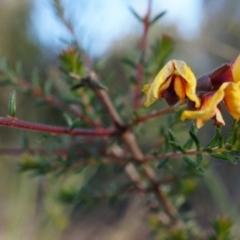 Dillwynia phylicoides (A Parrot-pea) at Black Mountain - 21 Jun 2014 by AaronClausen