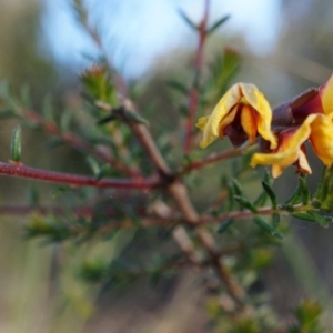 Dillwynia phylicoides at Acton, ACT - 21 Jun 2014