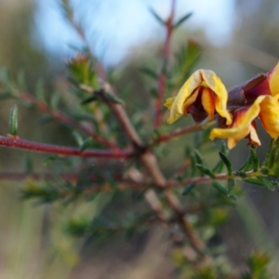 Dillwynia phylicoides (A Parrot-pea) at Black Mountain - 21 Jun 2014 by AaronClausen