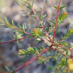 Dillwynia phylicoides at Acton, ACT - 21 Jun 2014