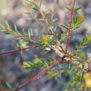 Dillwynia phylicoides at Acton, ACT - 21 Jun 2014