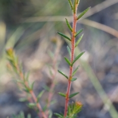 Dillwynia phylicoides at Acton, ACT - 21 Jun 2014 02:34 PM