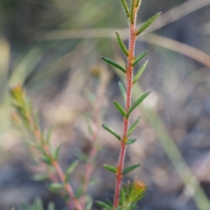 Dillwynia phylicoides at Acton, ACT - 21 Jun 2014