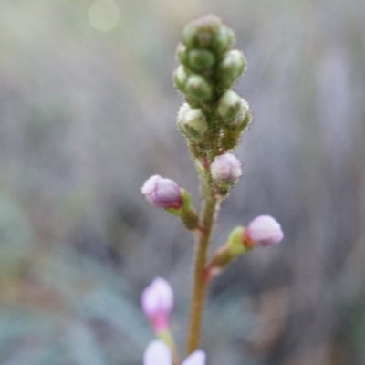 Stylidium graminifolium (Grass Triggerplant) at Point 38 - 21 Jun 2014 by AaronClausen