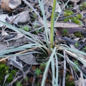 Stylidium graminifolium at Acton, ACT - 21 Jun 2014