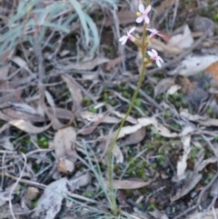 Stylidium graminifolium at Acton, ACT - 21 Jun 2014