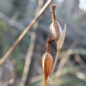 Speculantha rubescens at Canberra Central, ACT - suppressed