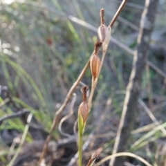 Speculantha rubescens at Canberra Central, ACT - suppressed