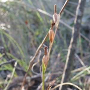 Speculantha rubescens at Canberra Central, ACT - suppressed