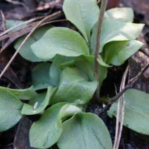 Speculantha rubescens at Canberra Central, ACT - suppressed