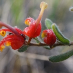 Grevillea alpina (Mountain Grevillea / Cat's Claws Grevillea) at Point 26 - 21 Jun 2014 by AaronClausen