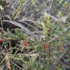 Grevillea alpina at Point 26 - 21 Jun 2014 01:42 PM