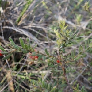 Grevillea alpina at Undefined Area - 21 Jun 2014 01:42 PM