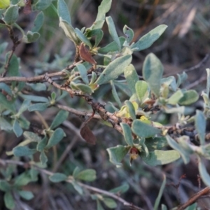 Grevillea alpina at Acton, ACT - 21 Jun 2014 02:29 PM