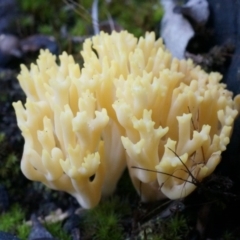 Artomyces turgidus (Peppery coral fungus) at Black Mountain - 21 Jun 2014 by SheOak82
