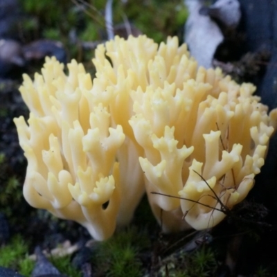 Artomyces turgidus (Peppery coral fungus) at Black Mountain - 21 Jun 2014 by SheOak82
