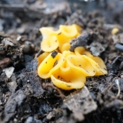zz – ascomycetes - apothecial (Cup fungus) at Black Mountain - 21 Jun 2014 by SheOak82