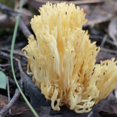 Ramaria anziana (Coral fungus) at Black Mountain - 21 Jun 2014 by SheOak82