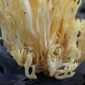 Ramaria anziana at Canberra Central, ACT - 21 Jun 2014