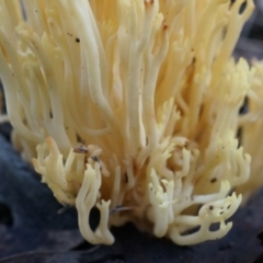 Ramaria anziana at Canberra Central, ACT - 21 Jun 2014